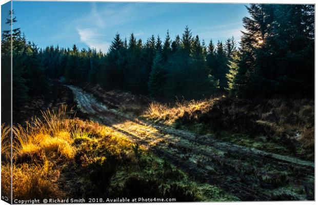 A shaft of sunlight falls across a forestry road Canvas Print by Richard Smith
