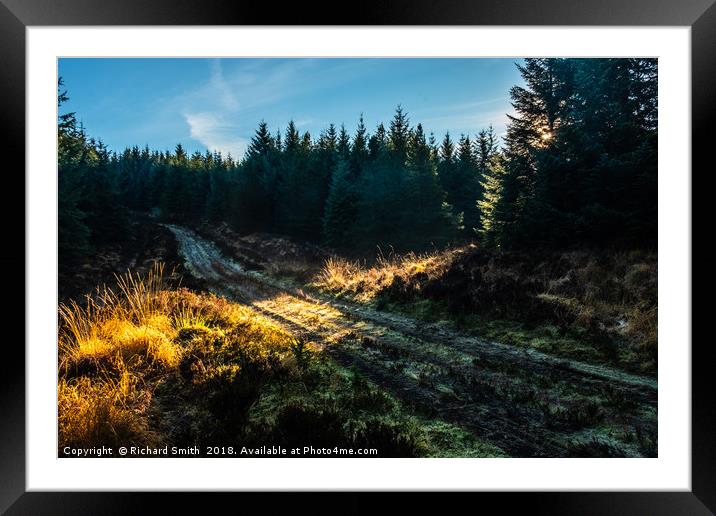 A shaft of sunlight falls across a forestry road Framed Mounted Print by Richard Smith