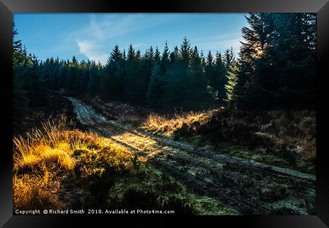 A shaft of sunlight falls across a forestry road Framed Print by Richard Smith