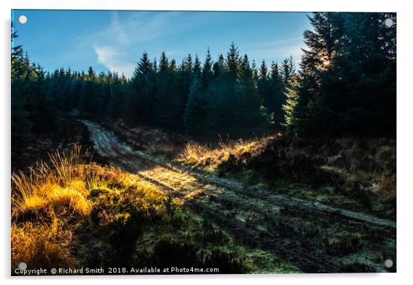 A shaft of sunlight falls across a forestry road Acrylic by Richard Smith