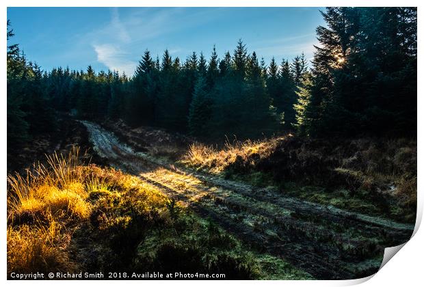 A shaft of sunlight falls across a forestry road Print by Richard Smith