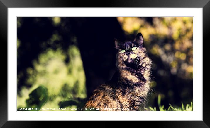 Nice green-eyed cat with front face Framed Mounted Print by Juan Ramón Ramos Rivero