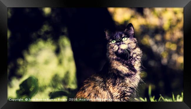 Nice green-eyed cat with front face Framed Print by Juan Ramón Ramos Rivero