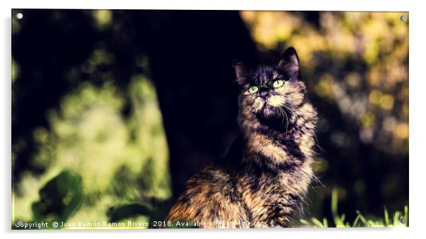 Nice green-eyed cat with front face Acrylic by Juan Ramón Ramos Rivero