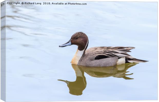 Northern Pintail duck Canvas Print by Richard Long
