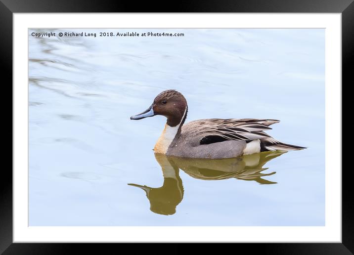 Northern Pintail duck Framed Mounted Print by Richard Long