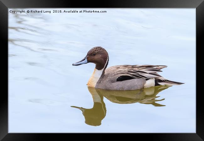 Northern Pintail duck Framed Print by Richard Long