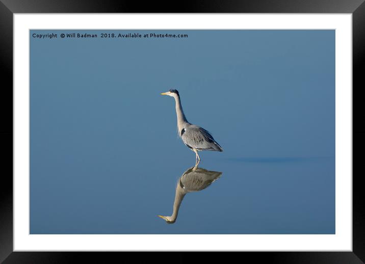 Mirror image of a Heron on the lake Framed Mounted Print by Will Badman