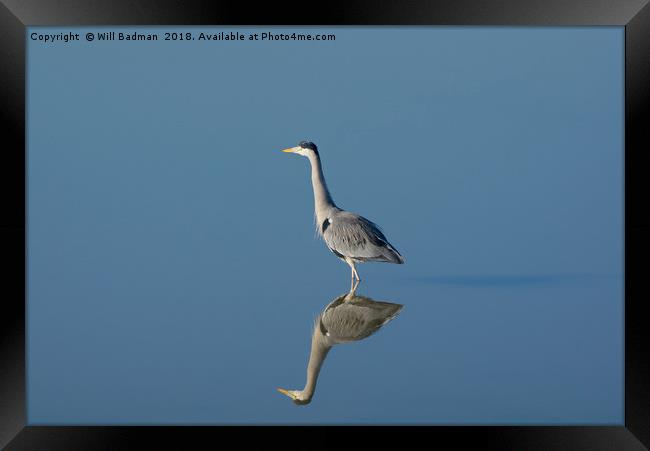 Mirror image of a Heron on the lake Framed Print by Will Badman