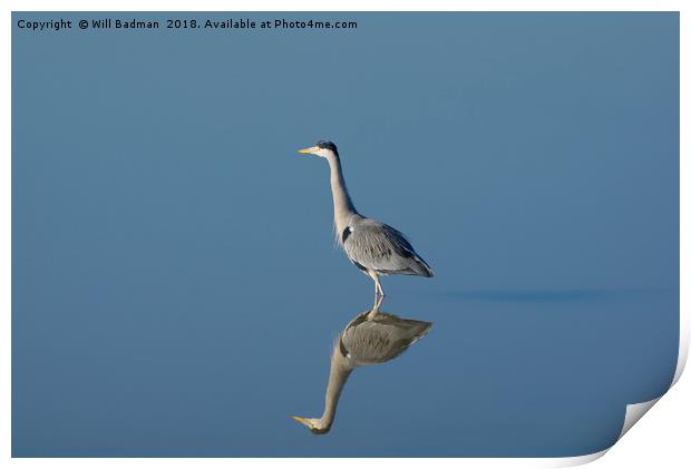 Mirror image of a Heron on the lake Print by Will Badman