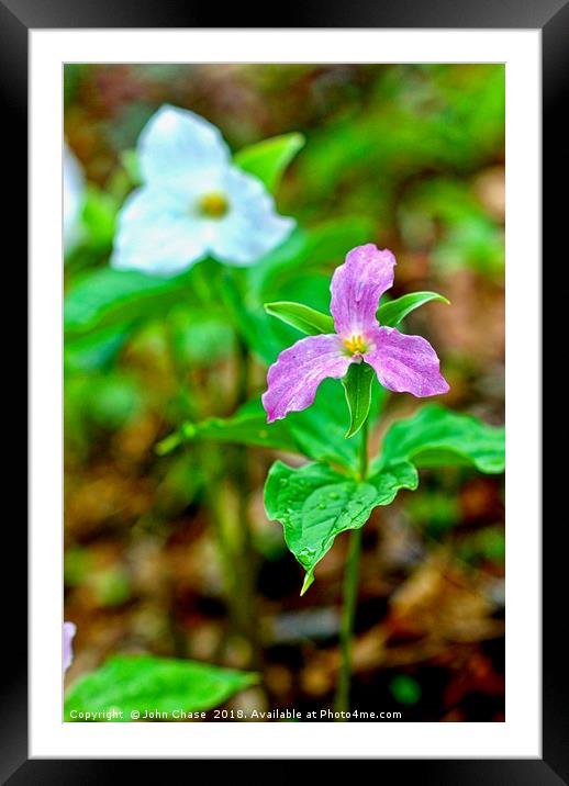 Purple and White Trillium in Spring Framed Mounted Print by John Chase
