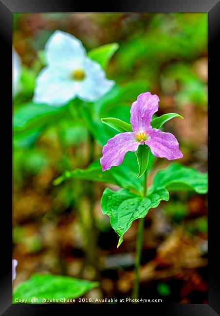 Purple and White Trillium in Spring Framed Print by John Chase