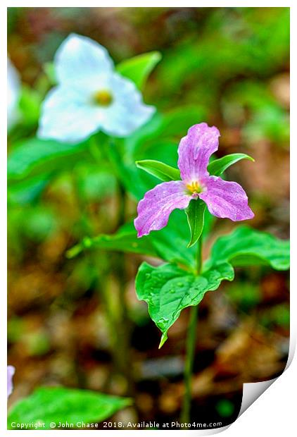 Purple and White Trillium in Spring Print by John Chase