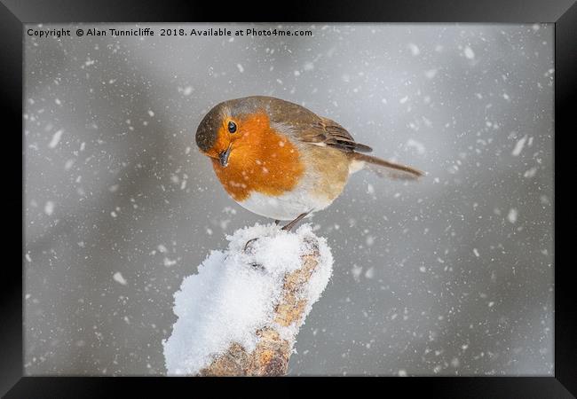 Robin in the snow Framed Print by Alan Tunnicliffe