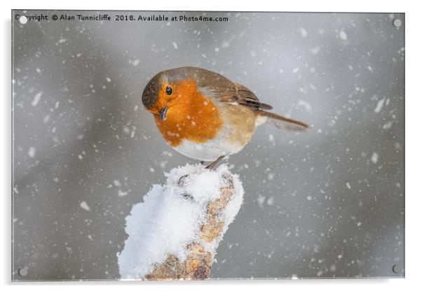 Robin in the snow Acrylic by Alan Tunnicliffe