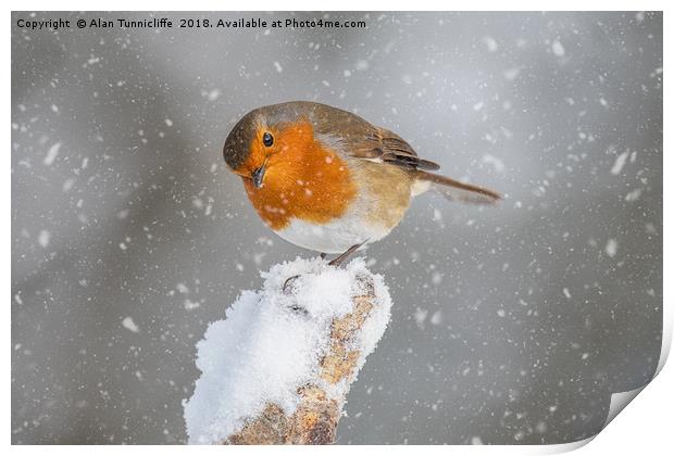 Robin in the snow Print by Alan Tunnicliffe