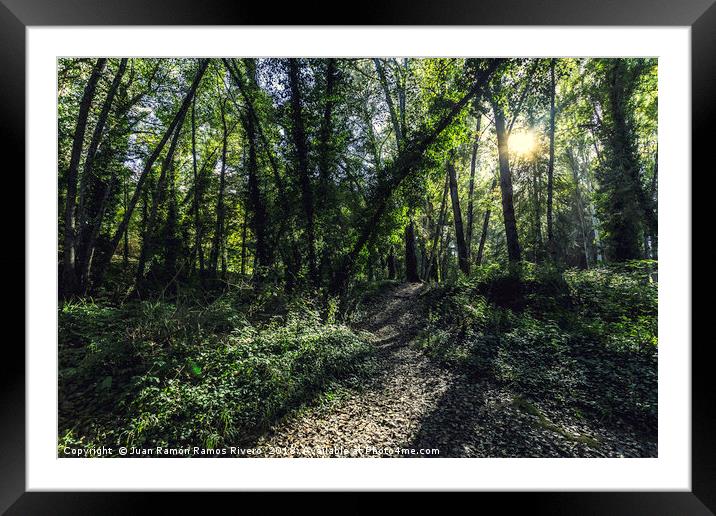 Sunlight that shines through the tree branches Framed Mounted Print by Juan Ramón Ramos Rivero