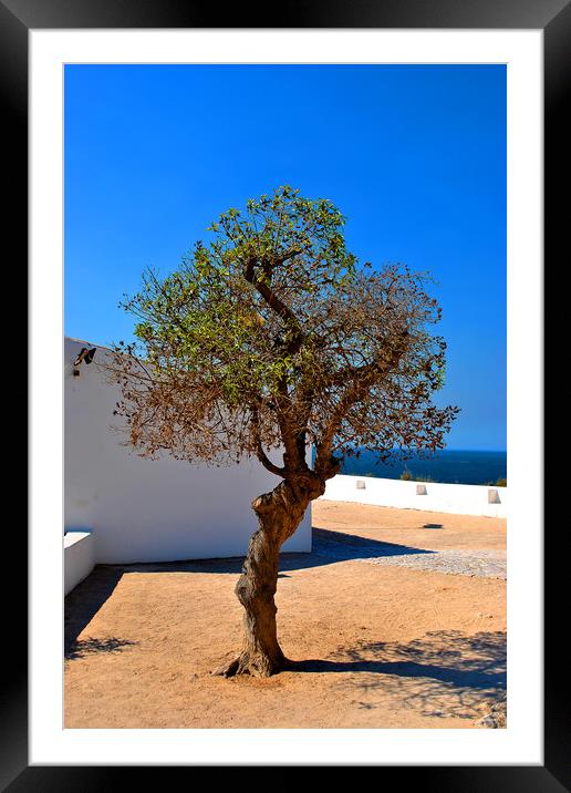  Old Olive tree in the Algarve Portugal Framed Mounted Print by Andy Evans Photos