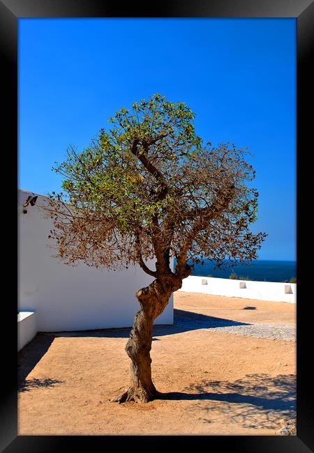  Old Olive tree in the Algarve Portugal Framed Print by Andy Evans Photos