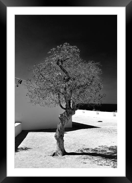  Old Olive tree in the Algarve Portugal Framed Mounted Print by Andy Evans Photos