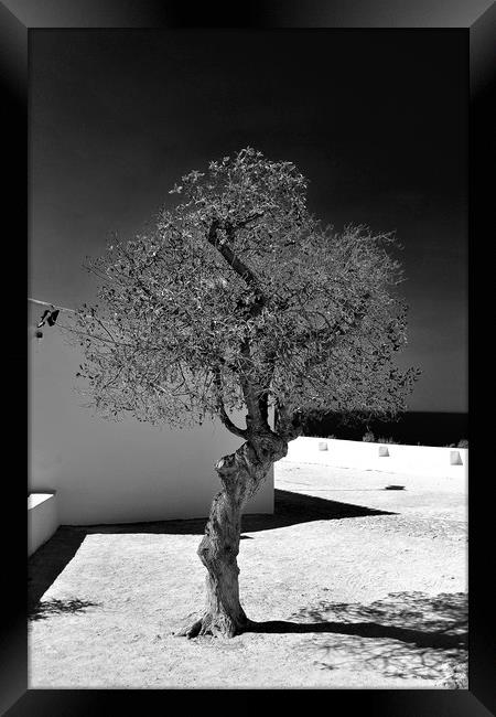  Old Olive tree in the Algarve Portugal Framed Print by Andy Evans Photos