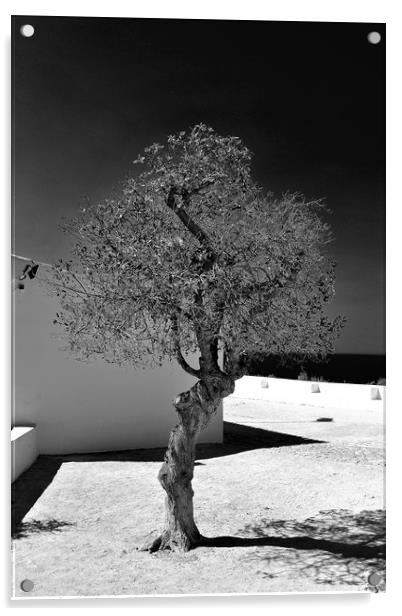  Old Olive tree in the Algarve Portugal Acrylic by Andy Evans Photos