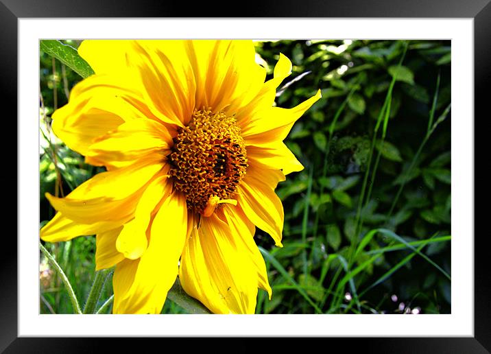 Sunflower Framed Mounted Print by Dawn O'Connor