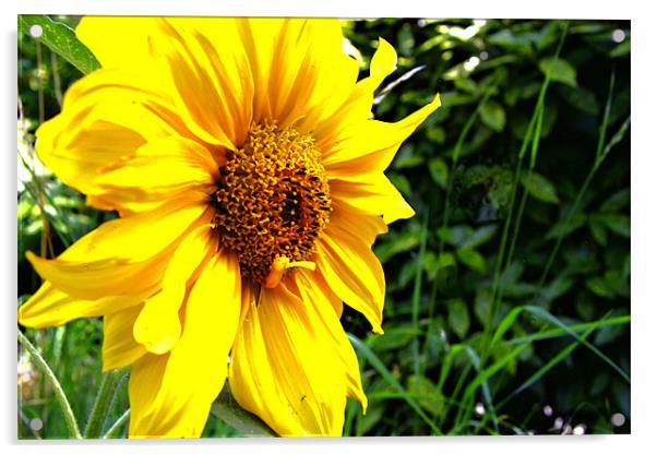 Sunflower Acrylic by Dawn O'Connor
