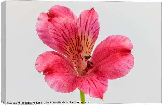Close up on single pink Alstroemeria Canvas Print by Richard Long