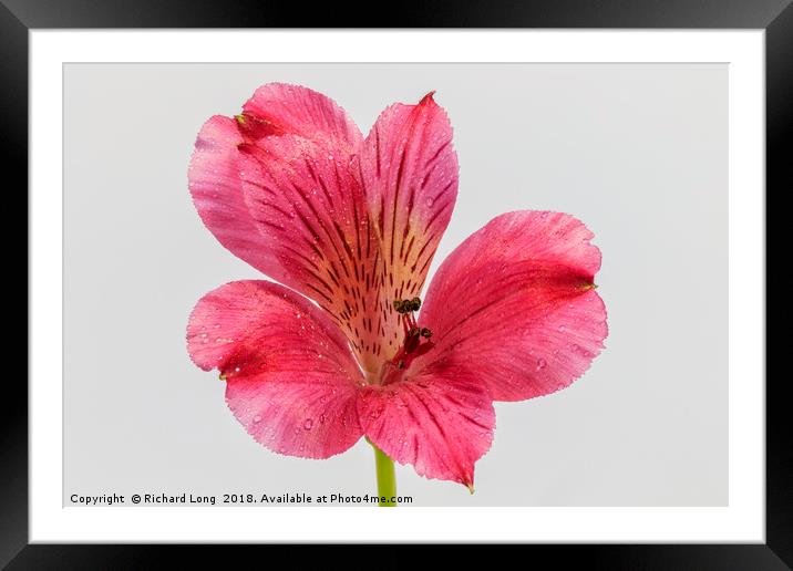 Close up on single pink Alstroemeria Framed Mounted Print by Richard Long