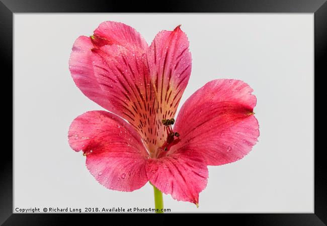 Close up on single pink Alstroemeria Framed Print by Richard Long