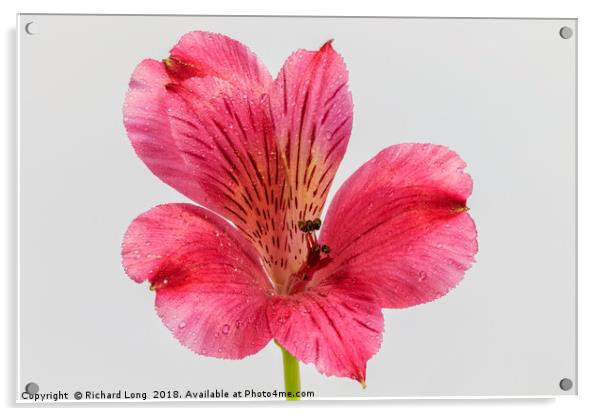Close up on single pink Alstroemeria Acrylic by Richard Long