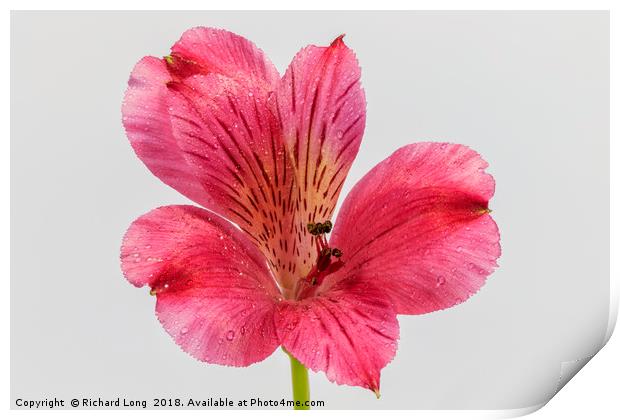 Close up on single pink Alstroemeria Print by Richard Long