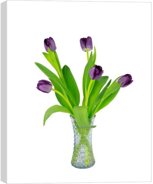 Purple Tulips in a glass vase Canvas Print by Richard Long