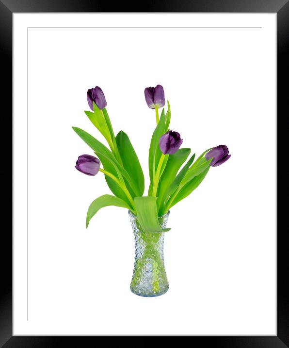 Purple Tulips in a glass vase Framed Mounted Print by Richard Long