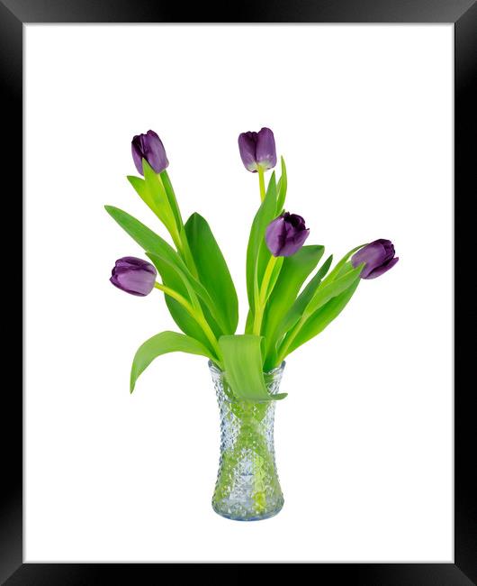 Purple Tulips in a glass vase Framed Print by Richard Long
