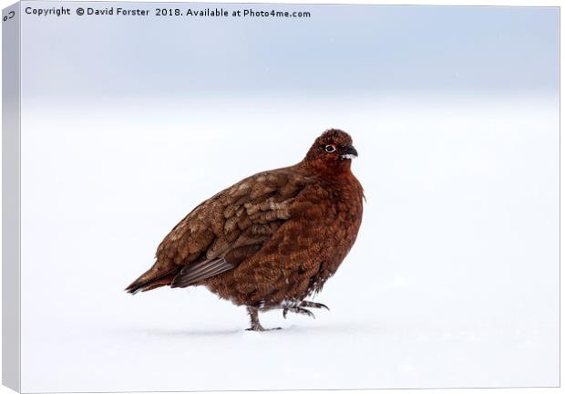  Red Grouse in a snowy landscape Canvas Print by David Forster