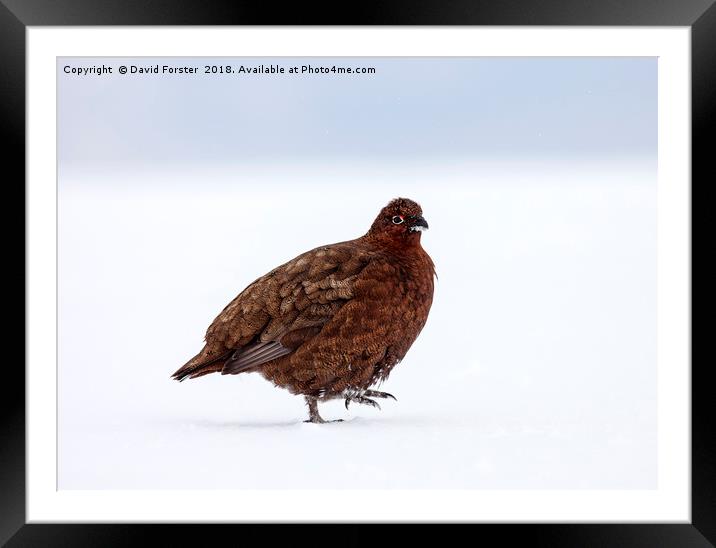  Red Grouse in a snowy landscape Framed Mounted Print by David Forster