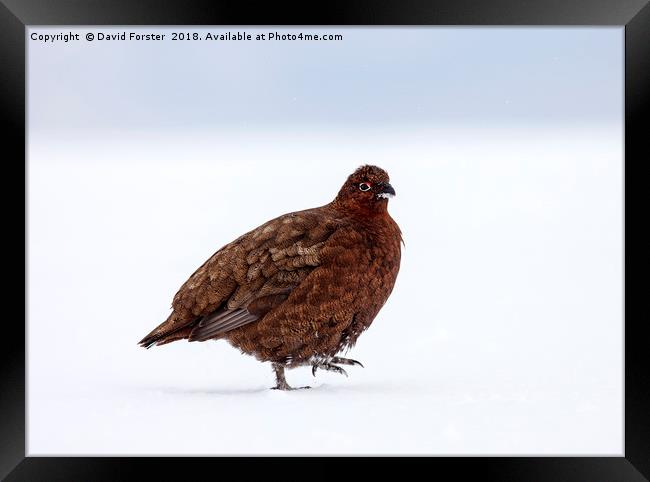 Red Grouse in a snowy landscape Framed Print by David Forster