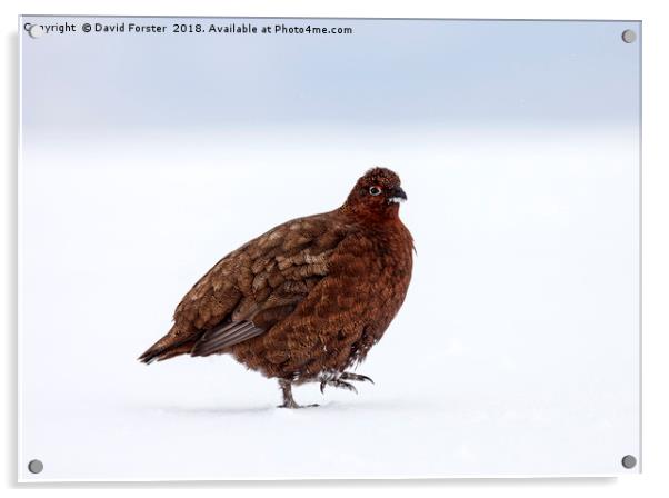  Red Grouse in a snowy landscape Acrylic by David Forster