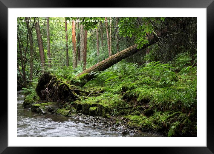 The Green Wood Framed Mounted Print by David Forster