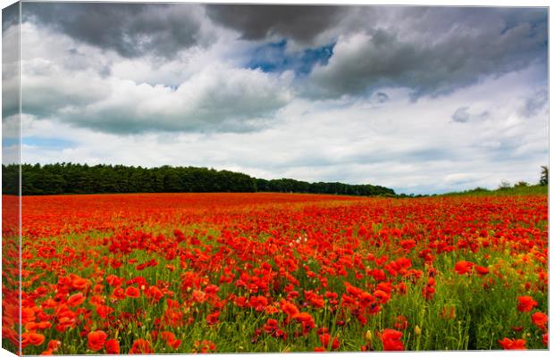 The Poppy Fields Canvas Print by Mark Hawkes