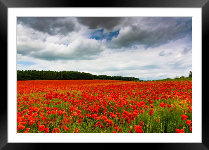 The Poppy Fields Framed Mounted Print by Mark Hawkes