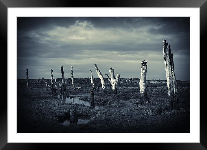 The Sea Forest ..... Thornham, Norfolk Framed Mounted Print by Dave Turner