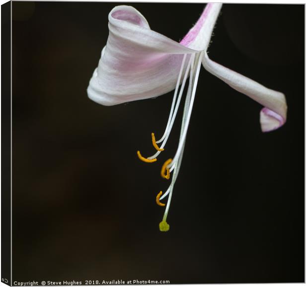 Honeysuckle macro Canvas Print by Steve Hughes