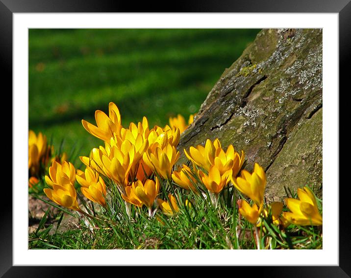 Spring Crocus Framed Mounted Print by Dawn O'Connor
