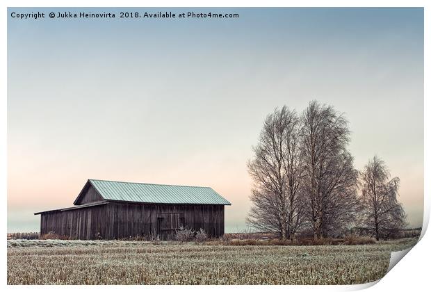 Barn House And Birch Trees On A Frosty Morning Print by Jukka Heinovirta