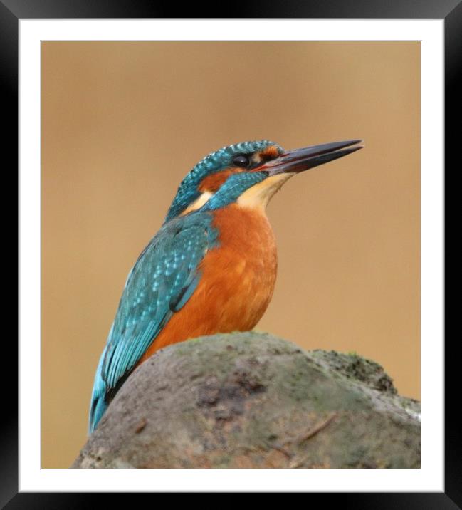 Male Kingfisher  Framed Mounted Print by Stephen Herrell