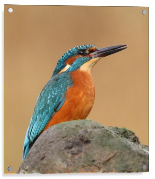 Male Kingfisher  Acrylic by Stephen Herrell