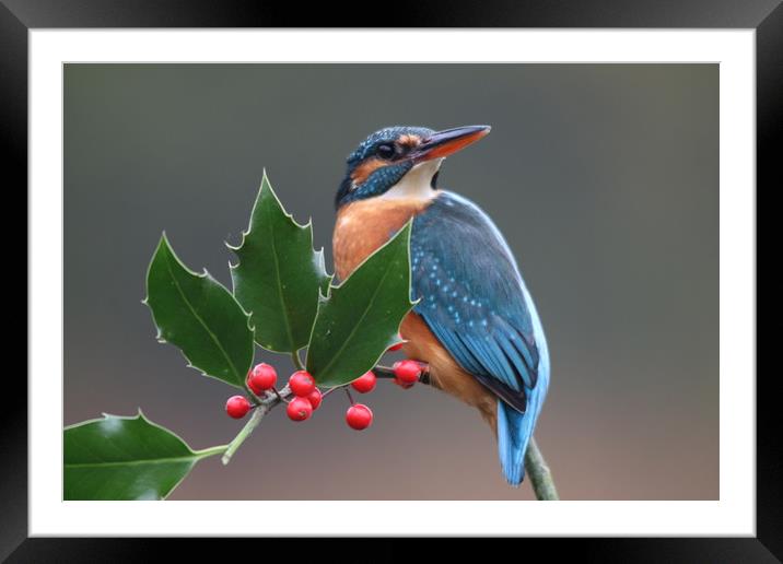 Christmas kingfisher  Framed Mounted Print by Stephen Herrell